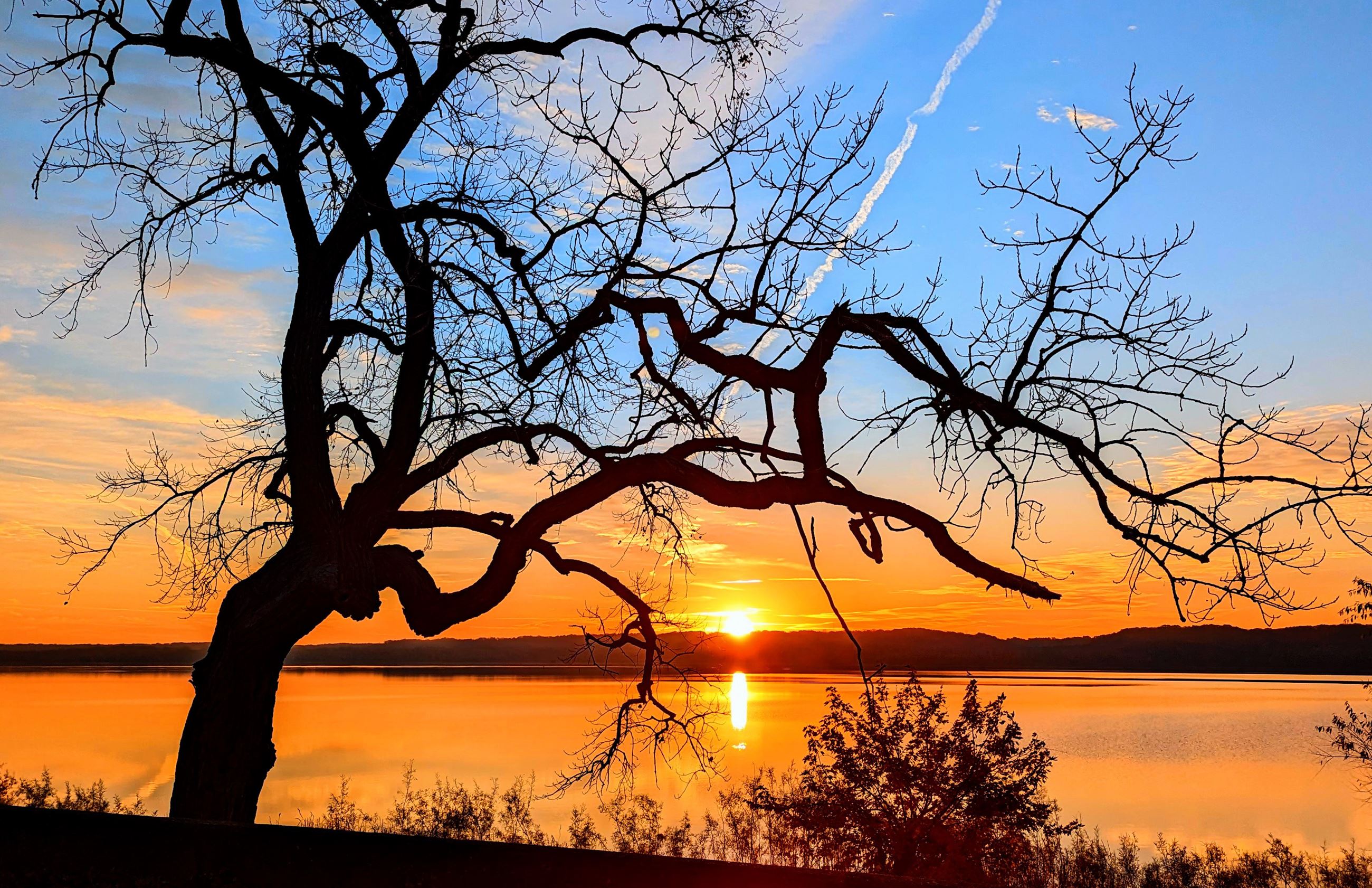 The sun rising over the Illinois River, with a tree in the forefront.